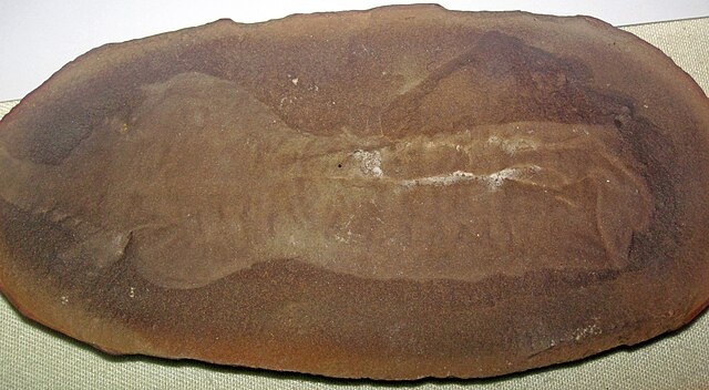 Fossil nerds unite! Get sedimental at Mazon Creek